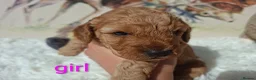 Cockapoo dogs for sale: Cockapoo Puppies PRA Clear! 262 DNA tests clear!KC - Advert 21