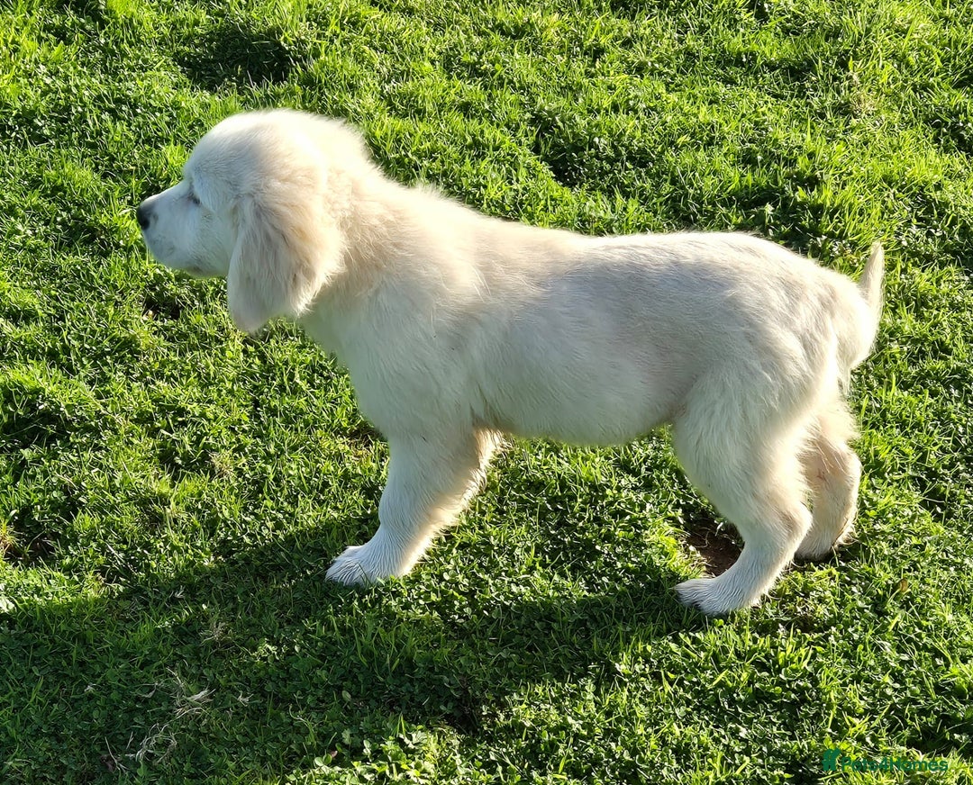 Golden Retriever dogs for sale: Gorgeous golden retriever male puppy - Advert 5