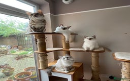 Bengal cats for sale: Beautiful Bengal boy - Image 11