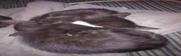 Mixed Breed cats for sale: Blue Russian cross - Advert 3