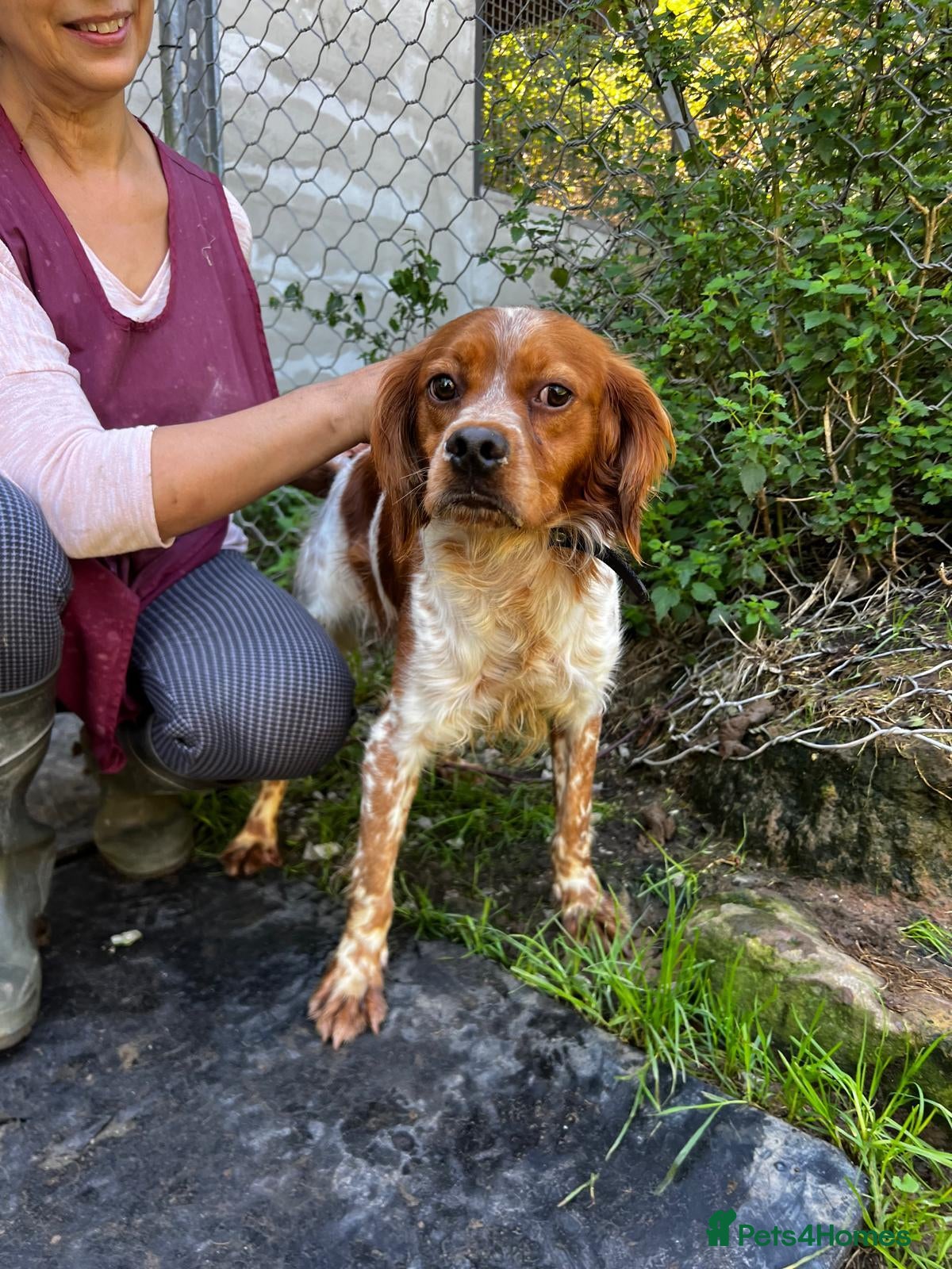 Brittany Spaniel dogs Yair   - Advert 1