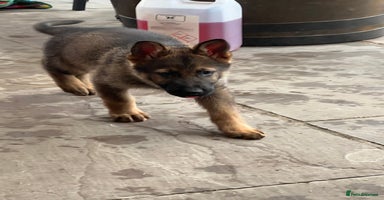 German Shepherd dogs - Advert 9