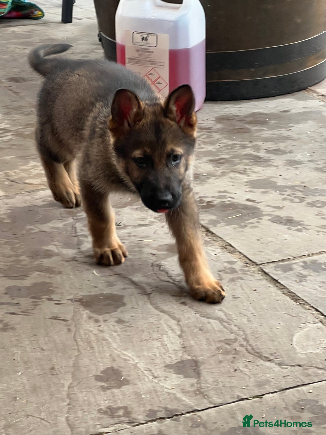 German Shepherd dogs for sale: Czechoslovakian German shepherd working line - Image 2