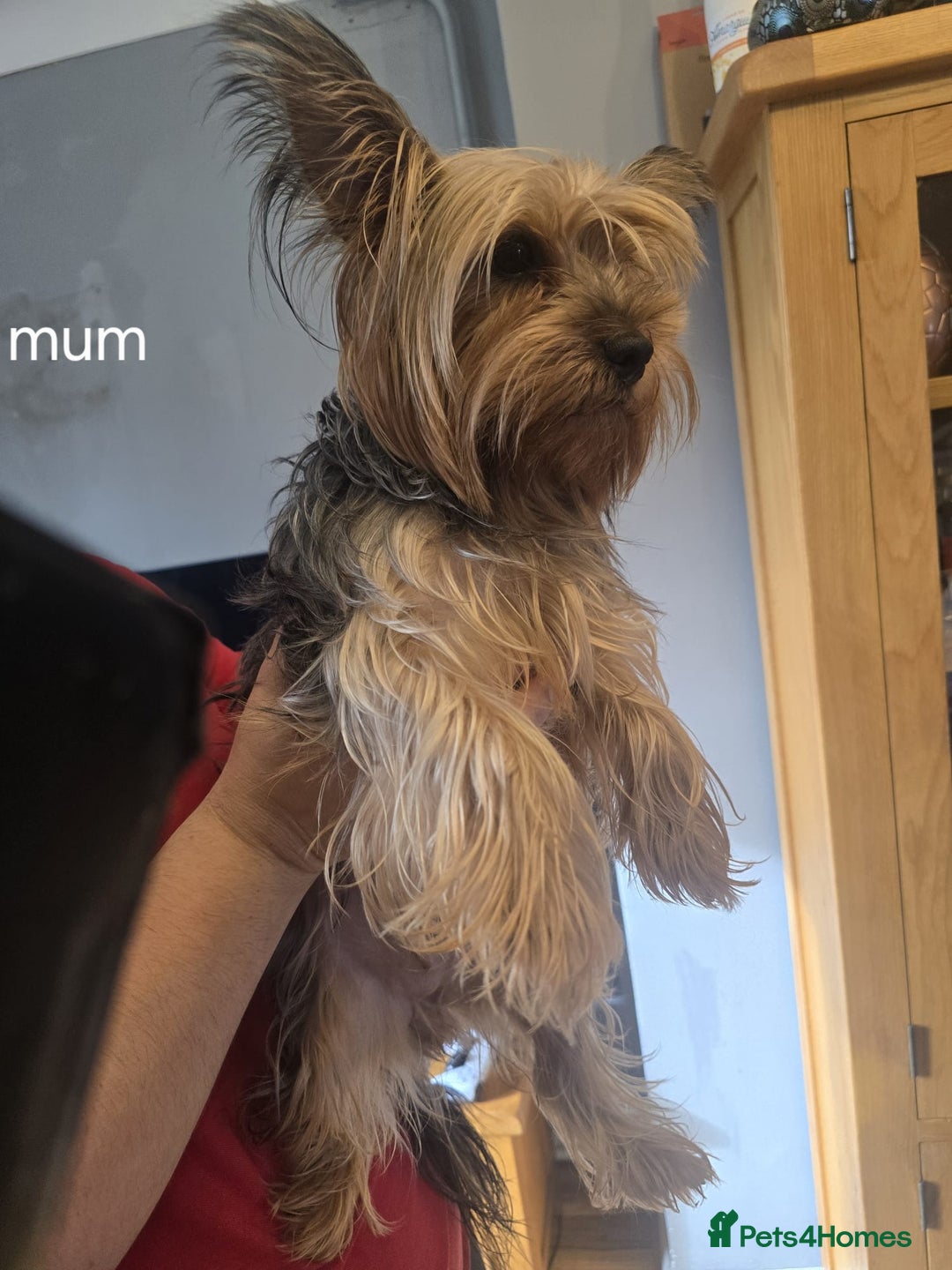 Yorkshire Terrier dogs for sale: Yorkshire terrier My Dog Luna have 4 puppies  - Image 8