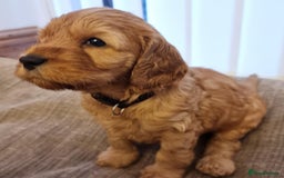 Cockapoo dogs for sale: Cockapoo's - Image 22