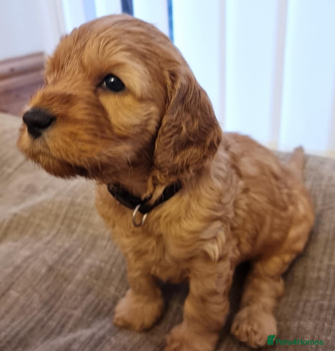 Cockapoo dogs for sale: Cockapoo's - Image 22