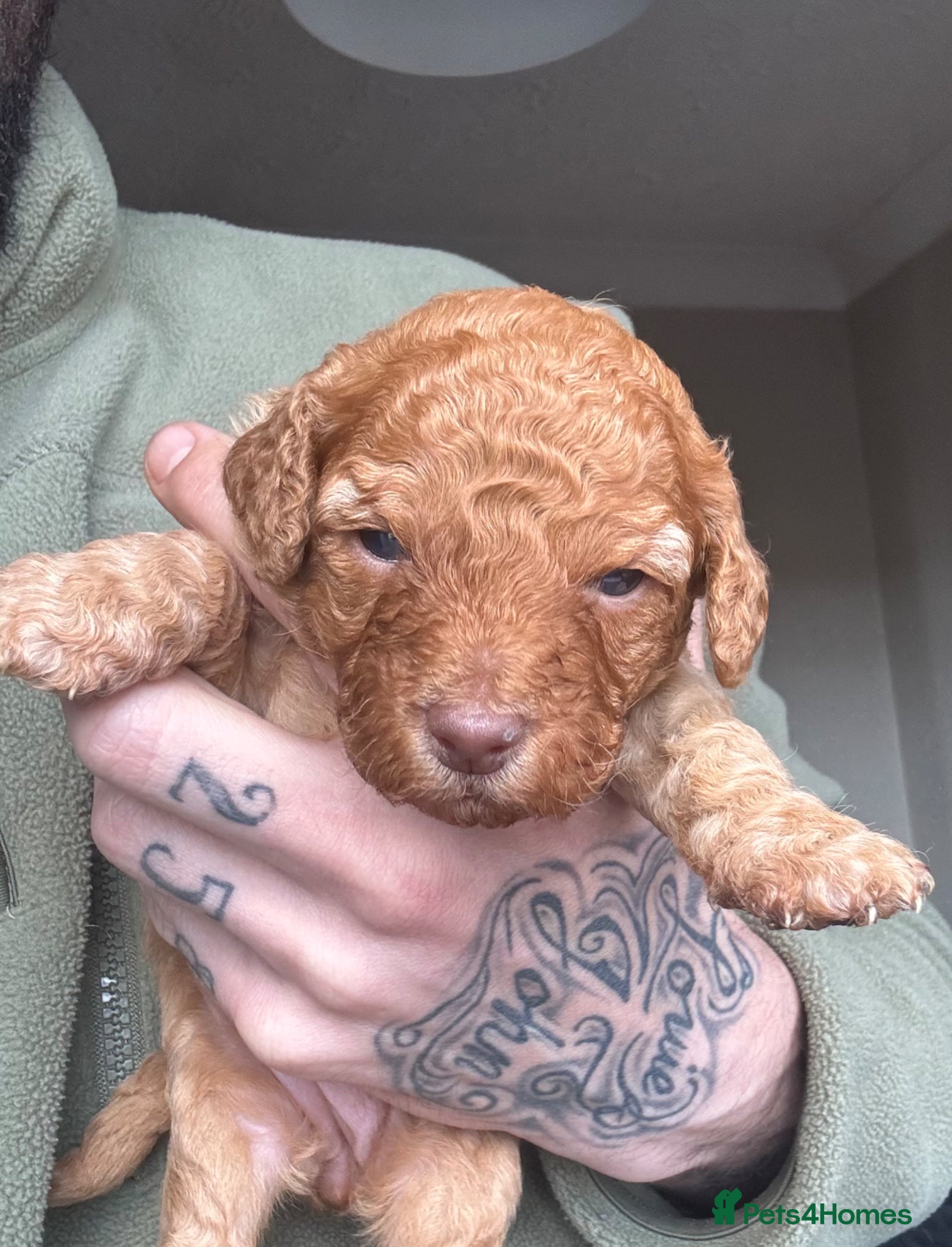 Cockapoo dogs F2 Apricot Cockapoos LICENSED BREEDER - Advert 17