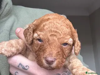 Cockapoo dogs F2 Apricot Cockapoos LICENSED BREEDER - Advert 17