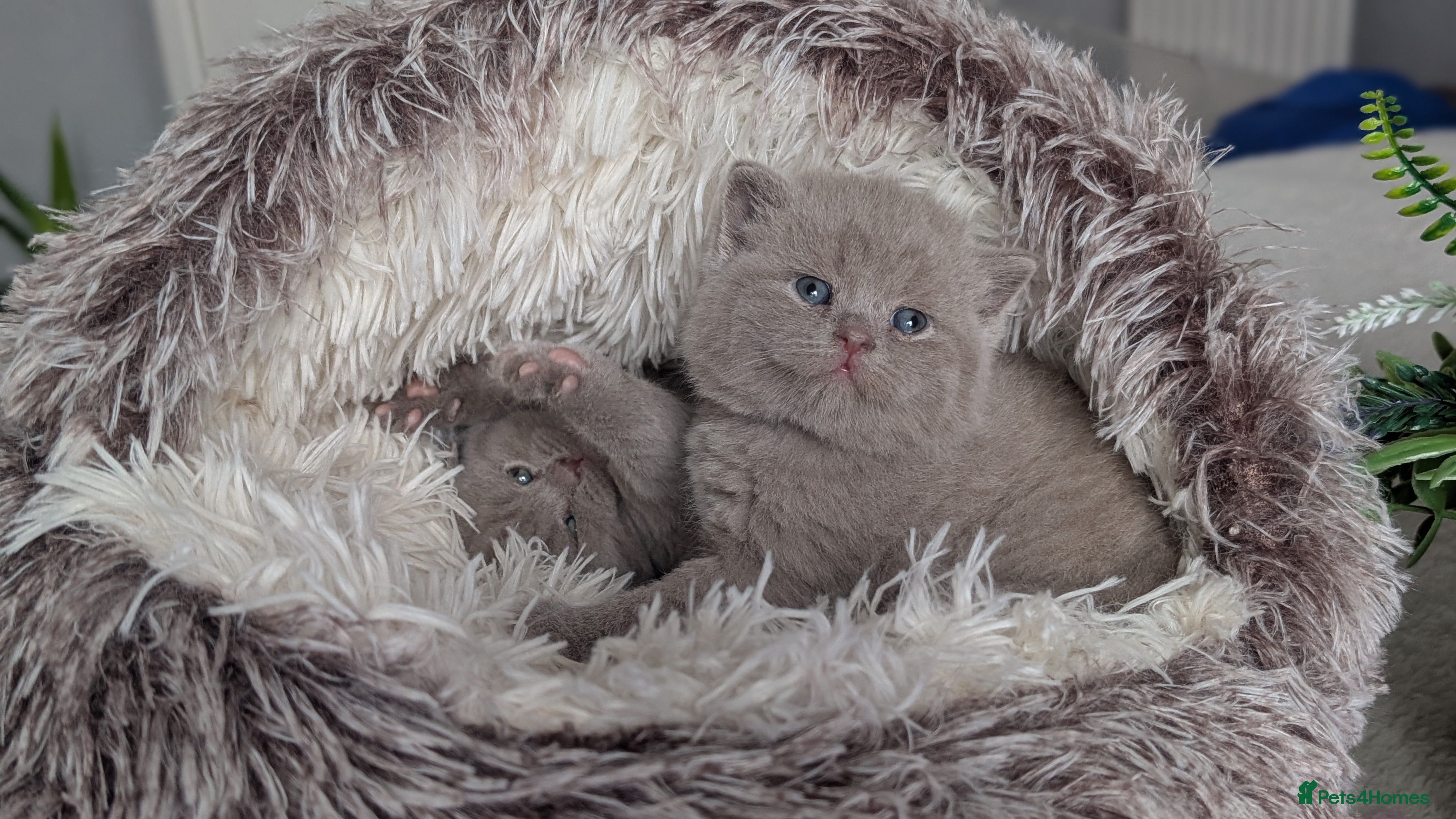 British Shorthair cats Outstanding lilac British Shorthair boys - Advert 8