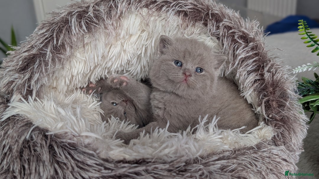 British Shorthair cats for sale: Outstanding lilac British Shorthair boys - Advert 2