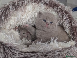 British Shorthair cats Outstanding lilac British Shorthair boys - Advert 2