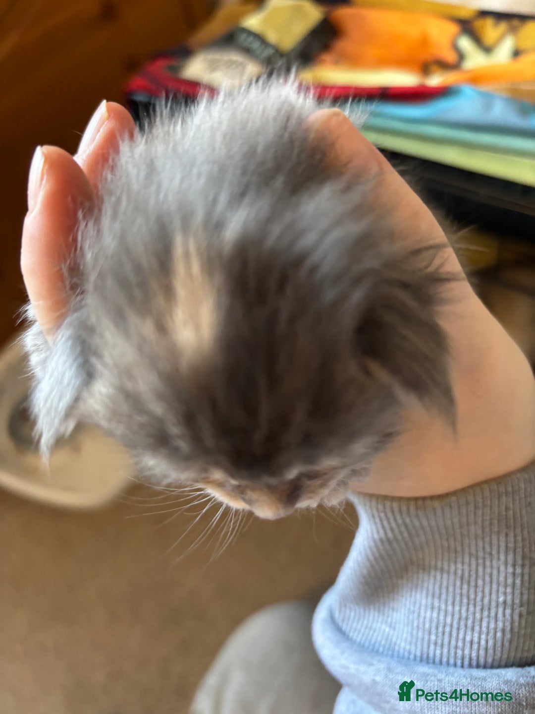 Maine Coon cats for sale: 5 Maine coon babies  - Advert 6