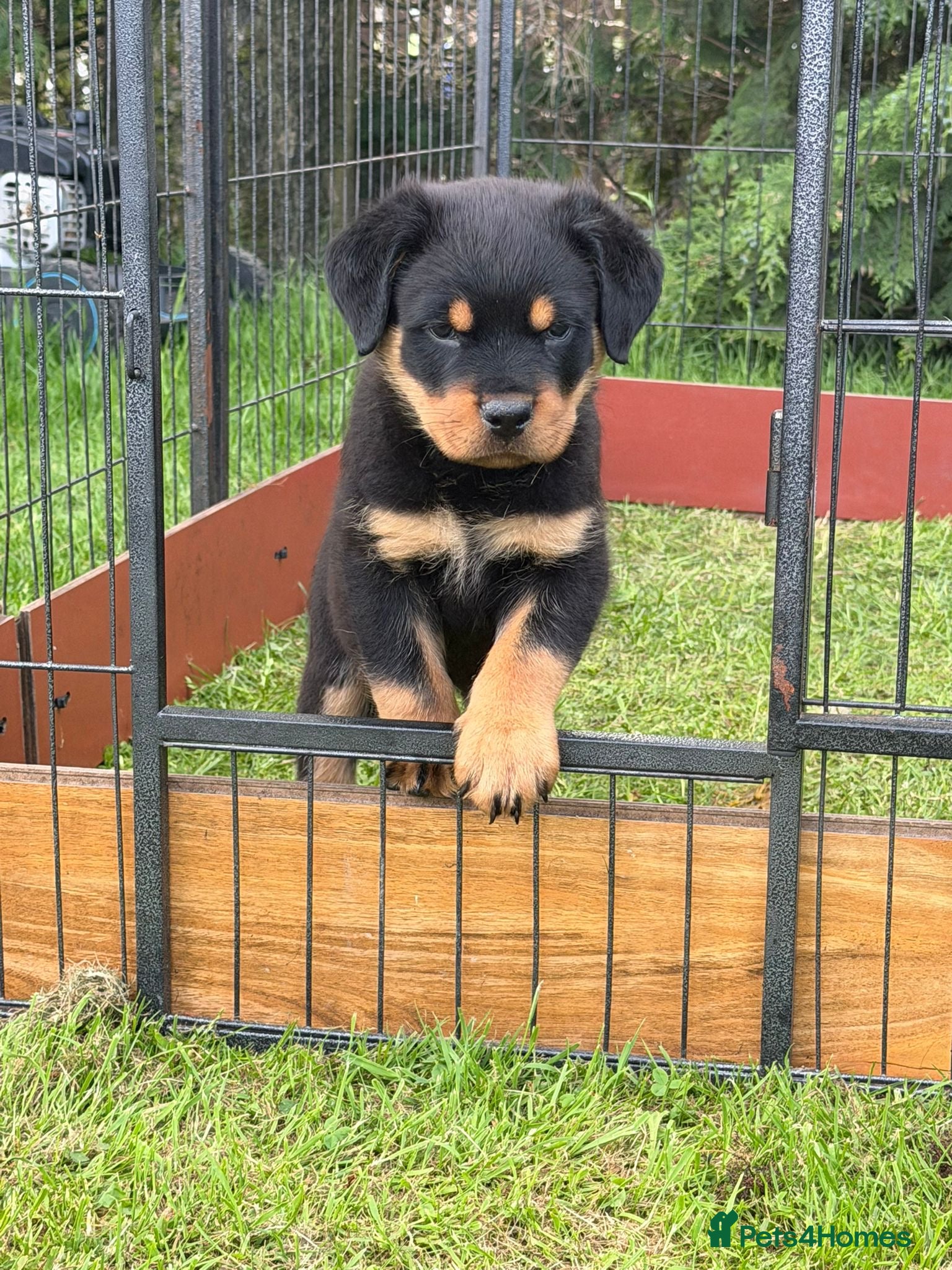 Rottweiler dogs Outstanding KC reg pups  - Advert 9