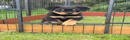 Rottweiler dogs for sale: Outstanding KC reg pups  - Advert 1