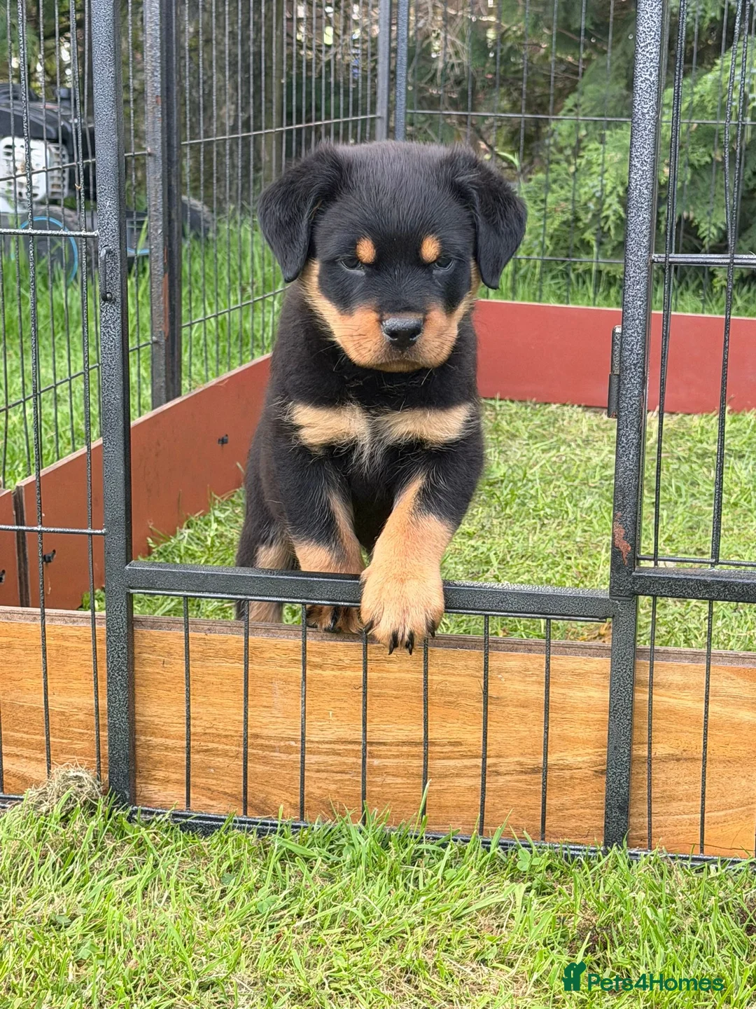 Rottweiler dogs for sale: Outstanding KC reg pups  - Advert 1