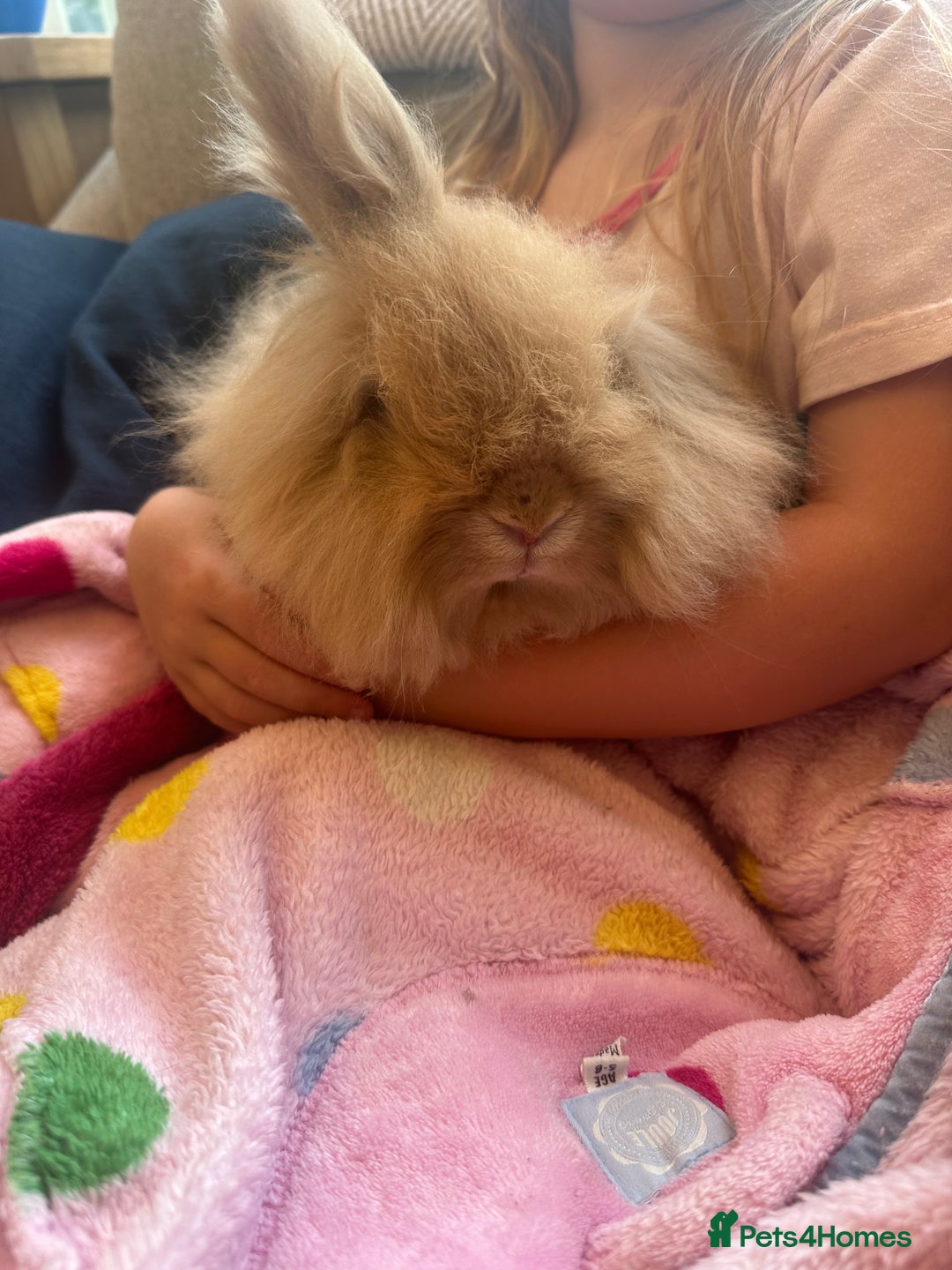 Lionhead rabbits for sale: 2 Year Old Female Lionhead Rabbit ‘Billie’ - Advert 4