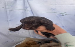 Cockapoo dogs for sale: F1 cockapoo puppies - Image 13
