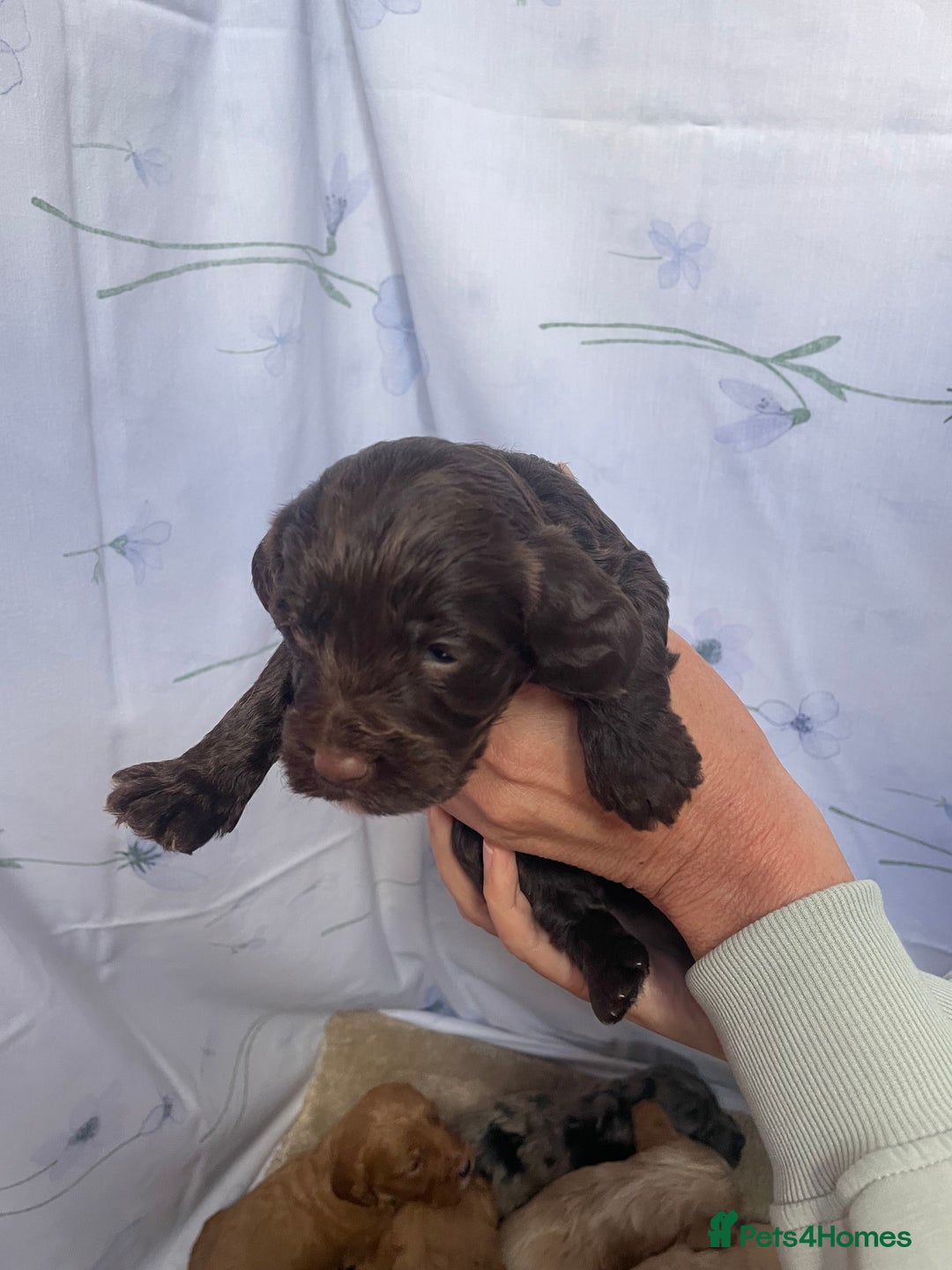 Cockapoo dogs for sale: F1 cockapoo puppies - Image 13