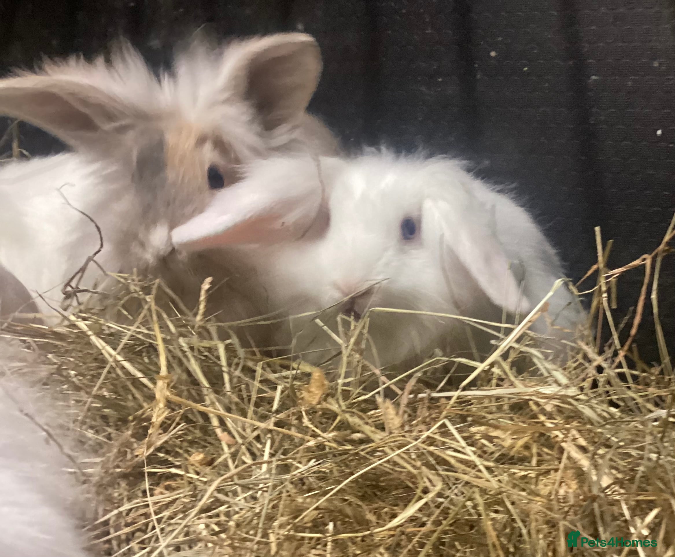 Mixed Breed rabbits lion head cross lop rabbits -fully vaccinated! - Advert 2