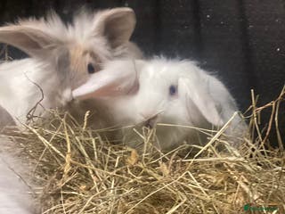 Mixed Breed rabbits lion head cross lop rabbits -fully vaccinated! - Advert 1