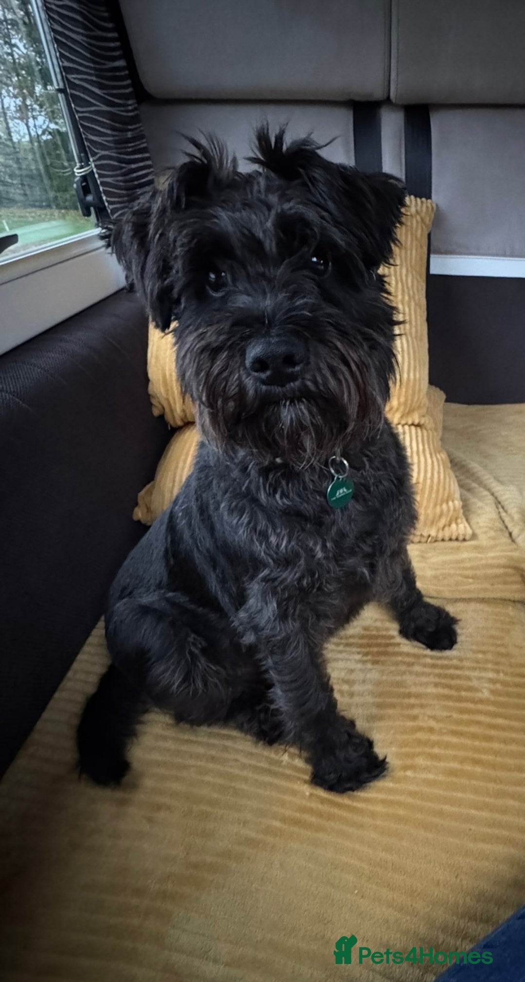 Miniature Schnauzer dogs for sale: KC registered Miniature Schnauzer Puppies - Advert 2