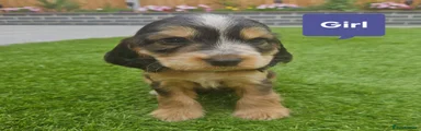 Cocker Spaniel Puppy 7 (SOLD)