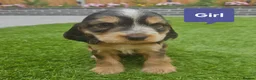Cocker Spaniel dogs for sale: Ready to go 2 boys left show cocker spaniels - Advert 33