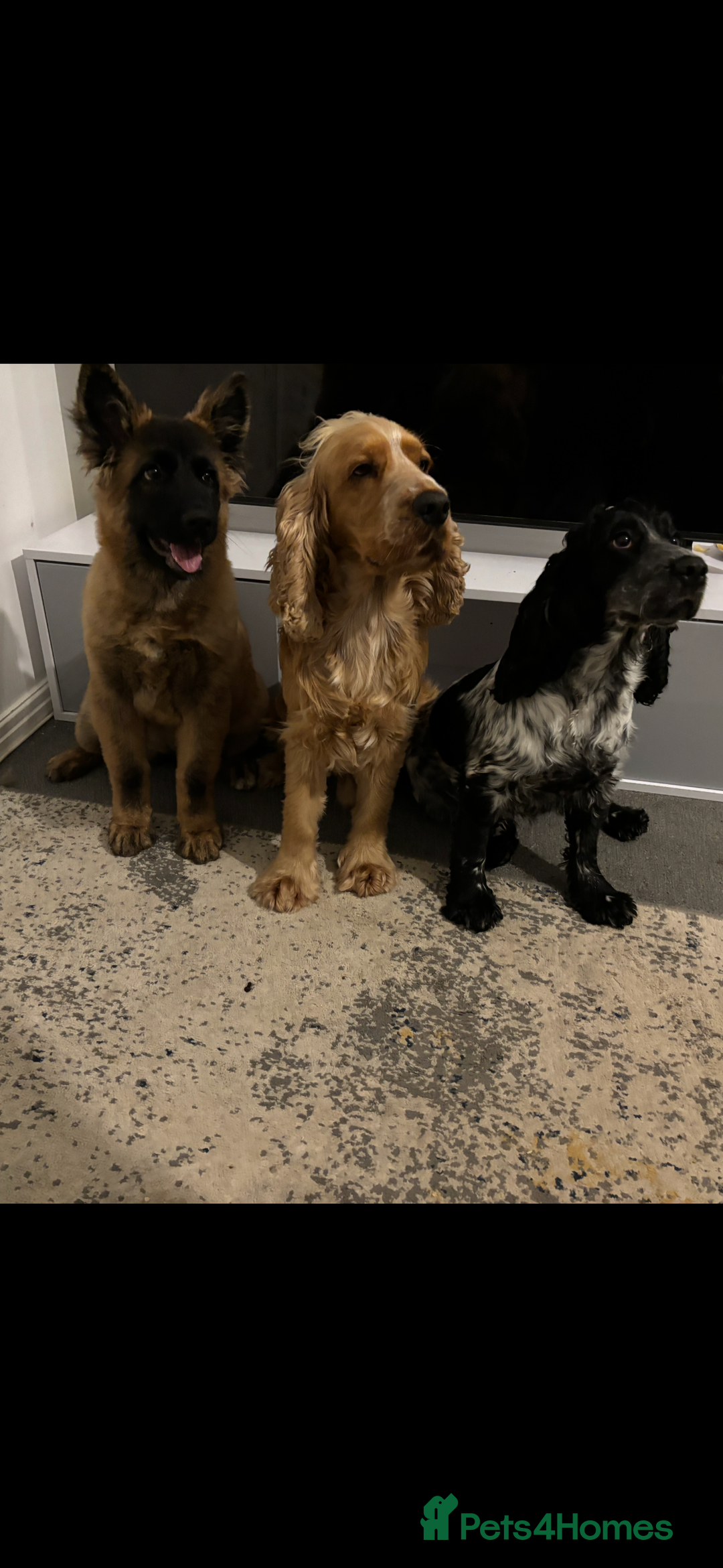 Cocker Spaniel dogs for sale: Beautiful cocker spaniel  - Advert 4