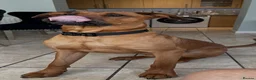 Mixed Breed dogs for sale: Doberman cross bullmastif  in Bargoed - Advert 6