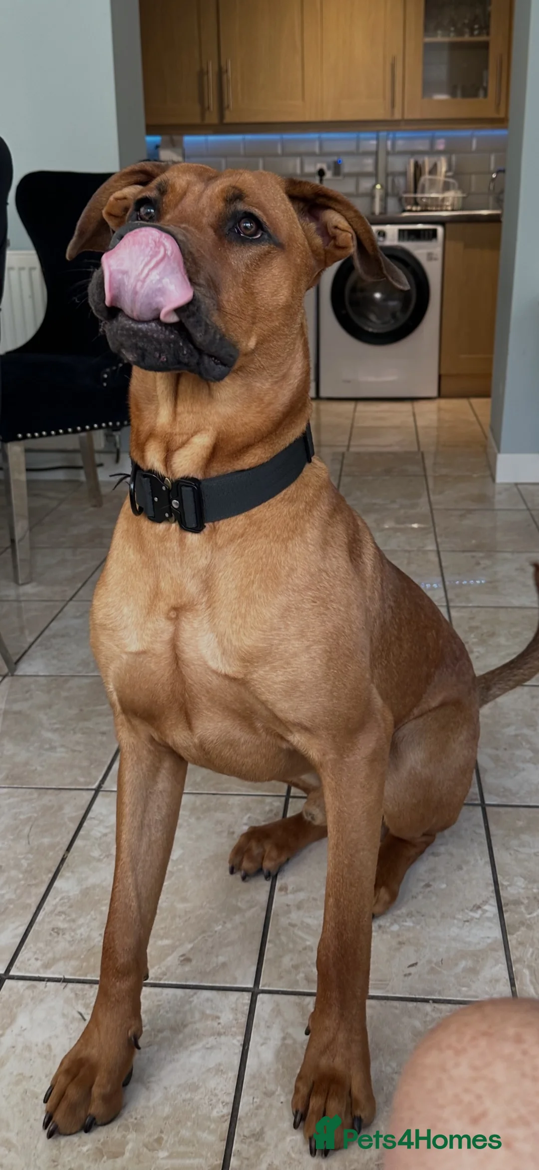 Mixed Breed dogs for sale: Doberman cross bullmastif  in Bargoed - Advert 6