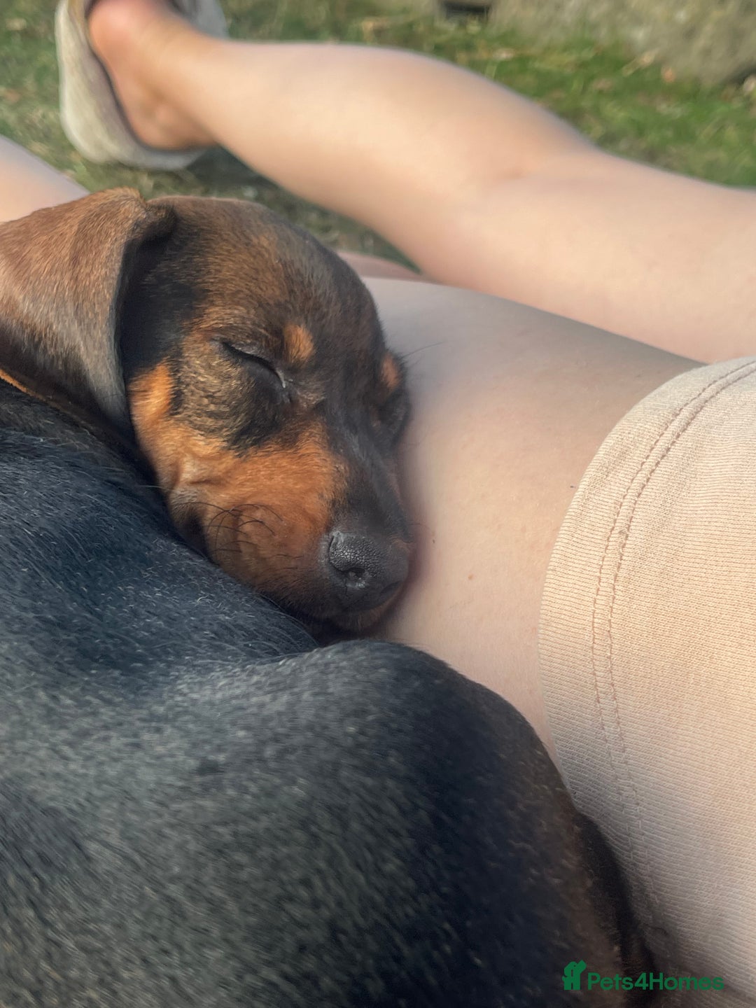 Dachshund dogs for sale: KC Standard Wire Haired Dachshund - Image 6