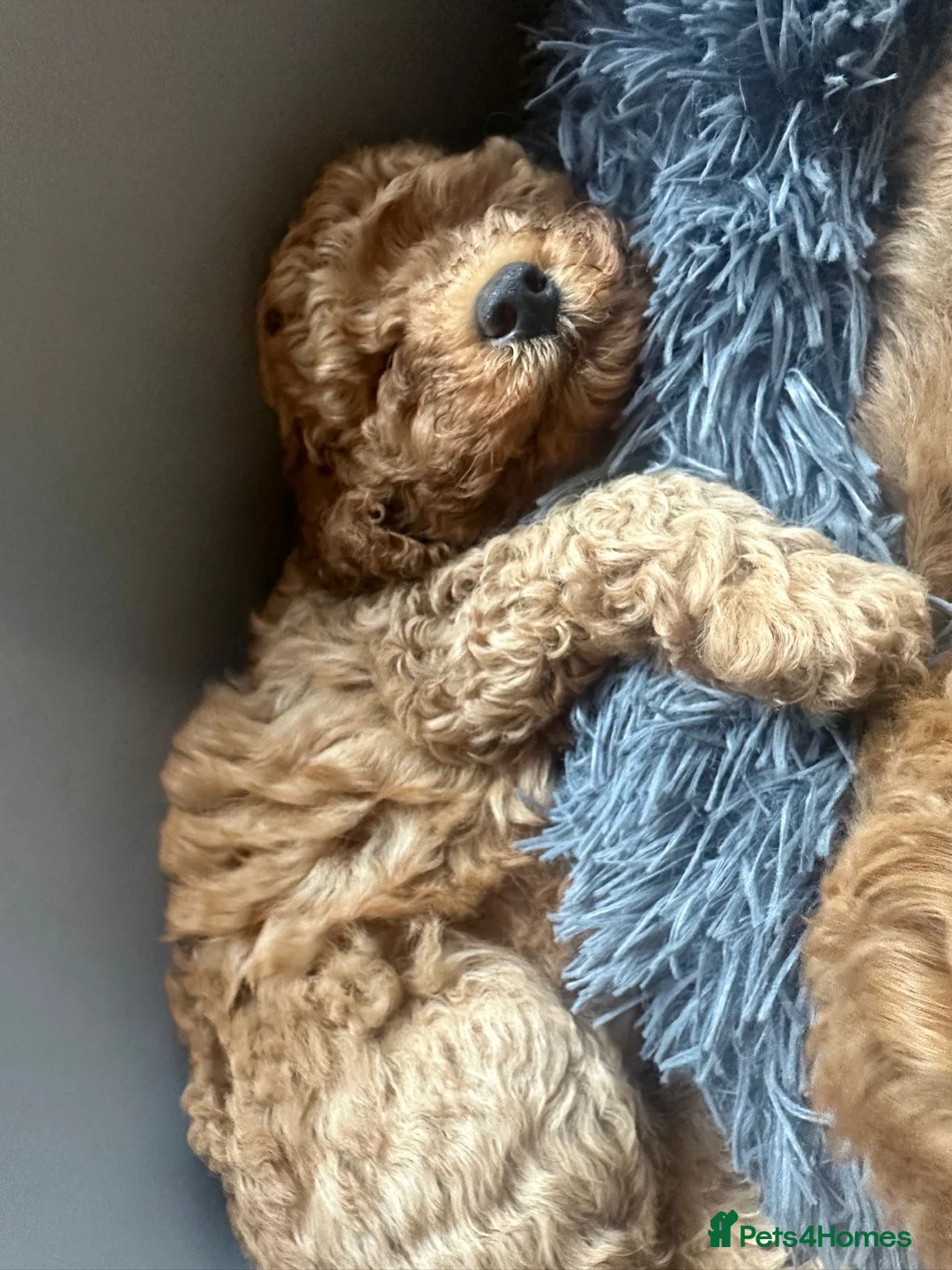 Miniature Poodle dogs for stud: Red KC registered miniature poodle - Health tested in Livingston - Advert 29