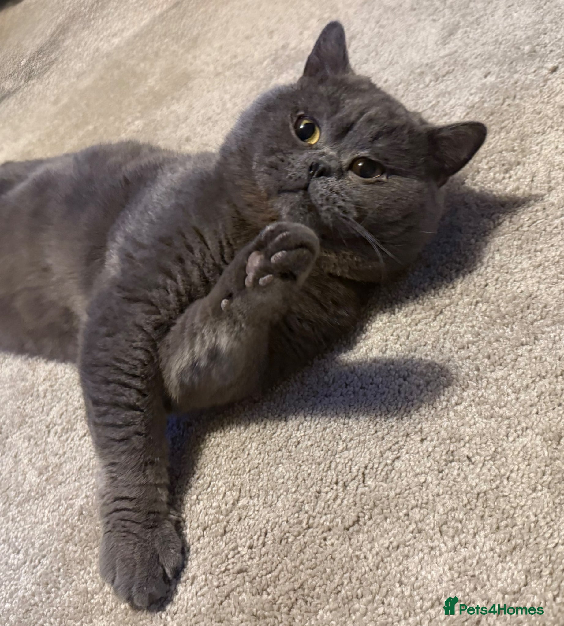 British Shorthair cats 💙 Proven BSH Blue Stud – “Teddy” 💙 - Advert 1