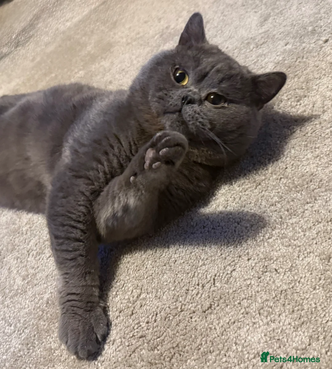 British Shorthair cats for stud: 💙 Proven BSH Blue Stud – “Teddy” 💙 - Advert 1