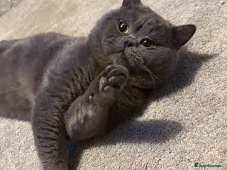 British Shorthair cats ๐ Proven BSH Blue Stud โ โTeddyโ ๐ - Advert 1