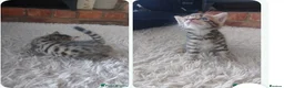 Maine Coon cats for sale: Mainecoon x bengal kittens READY NOW  - Advert 8