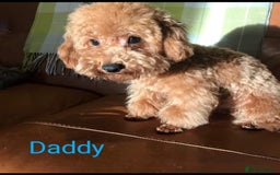 Toy Poodle dogs for sale: Tiny Toy Poodle - Image 13