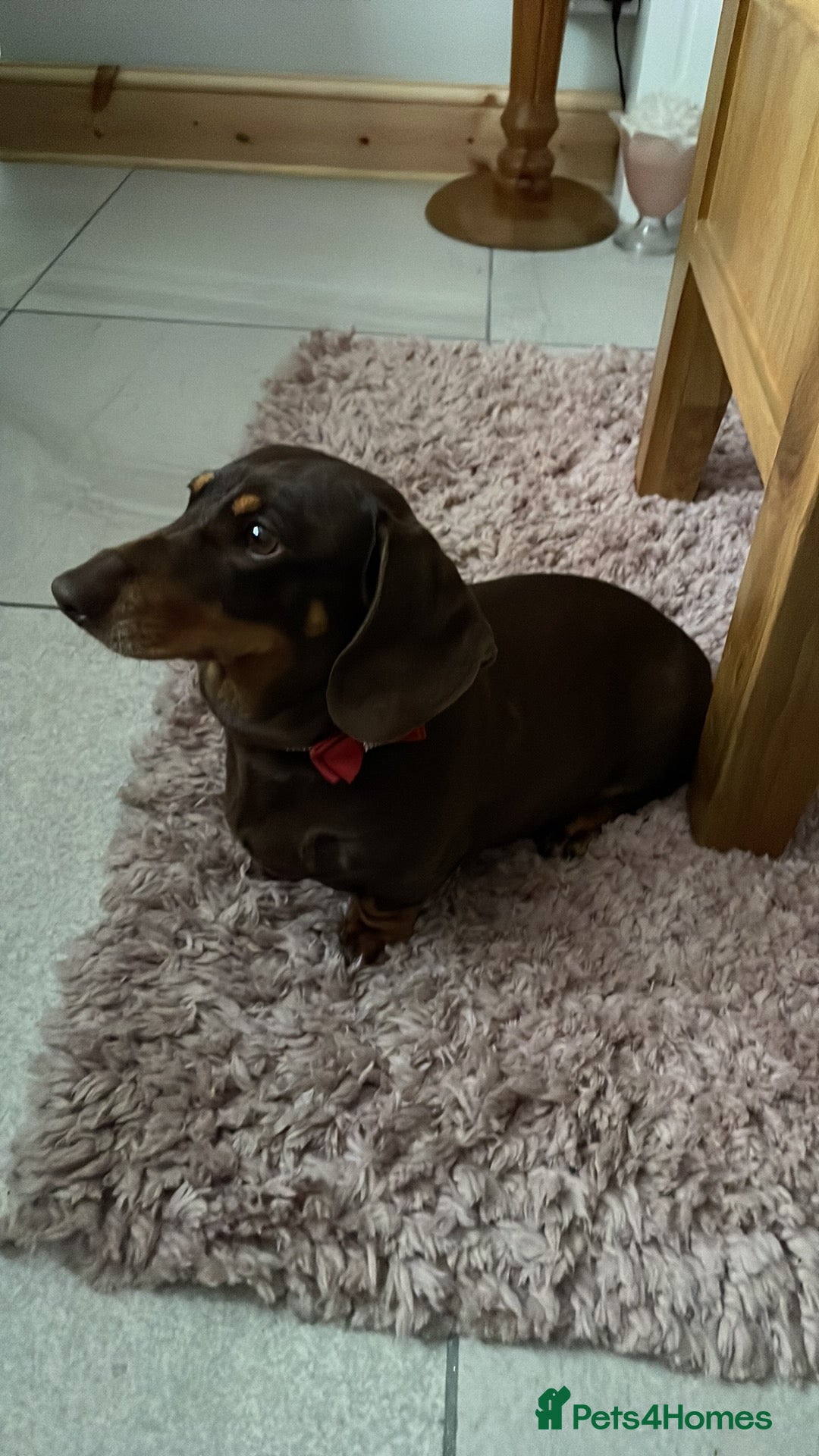 Dachshund dogs for sale: *** Free to a forever home *** in Basildon - Advert 5