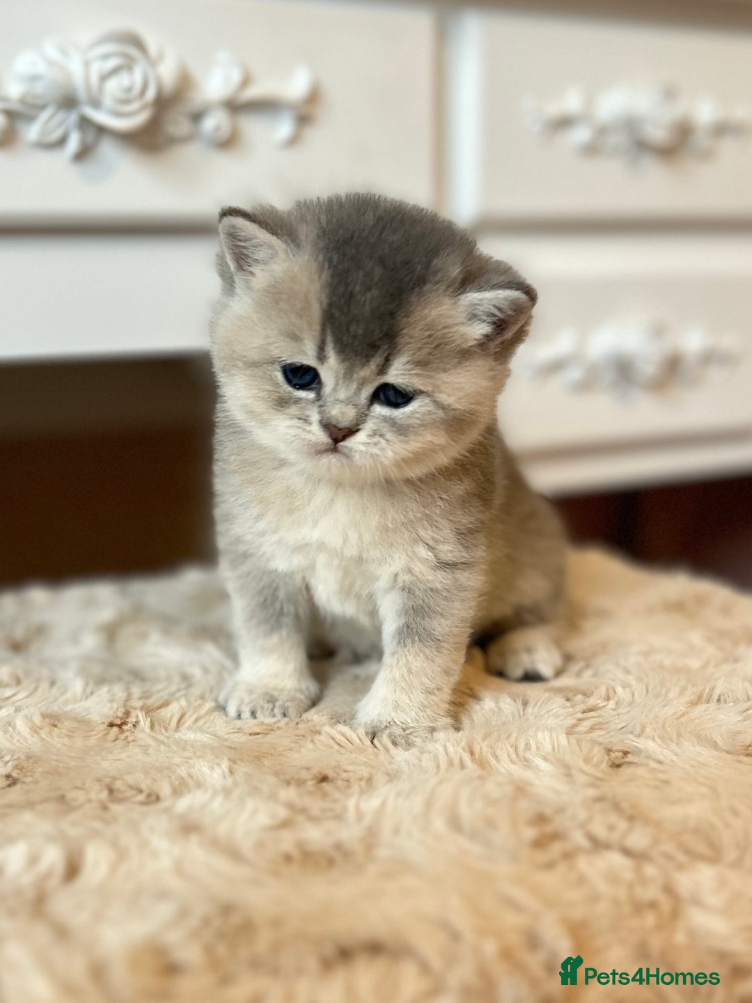 British Shorthair cats for sale: Stunning litter of 6 nuggets! - Advert 12