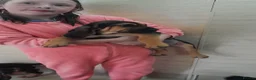 Bloodhound dogs for sale: Bloodhound Puppies - Advert 9