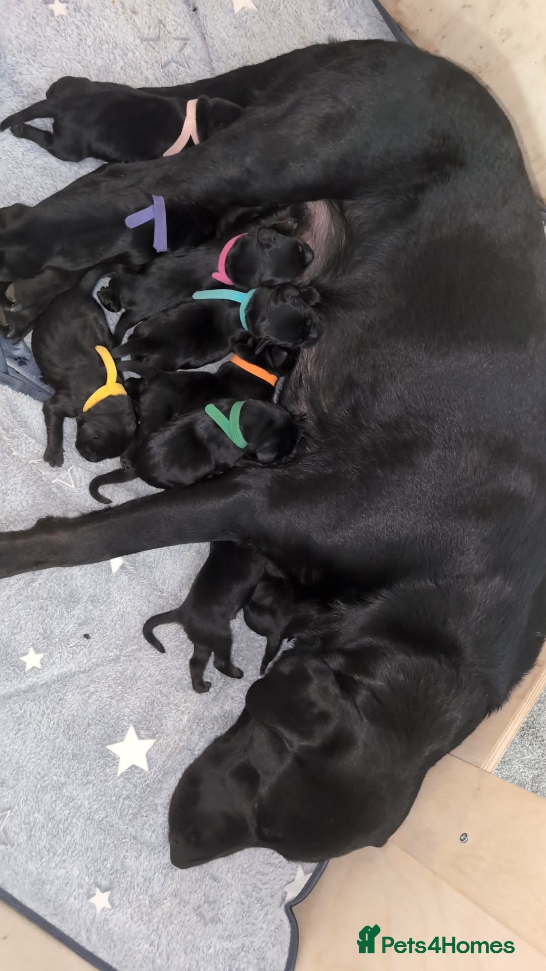 Labrador Retriever dogs for sale: Labrador puppys - Image 6