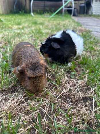 Guinea Pig rodents in Birmingham - Advert 2