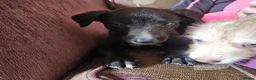 Mixed Breed dogs for sale: Bedlington whippet greyhound  - Advert 6