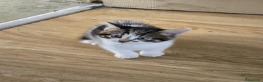 Domestic Shorthair 1