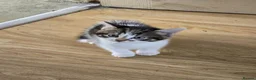 Domestic Shorthair cats for sale: Kittens looking for lovely new home. - Advert 18