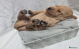 Cockerdor dogs for sale: YorkieCockerDor pups looking for forever homes  - Image 15