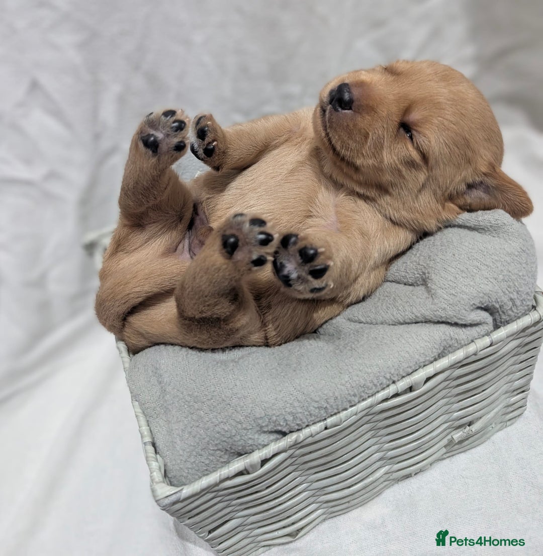 Cockerdor dogs for sale: YorkieCockerDor pups looking for forever homes  - Image 15