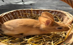 New Zealand rabbits for sale: New Zealand Red & White Rabbits - Image 6