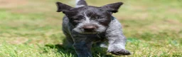 German Wirehaired Pointer dogs for sale: 1ST VACC GIVEN, HEALTH CHECKED KC REG GWP PUPS  - Advert 10