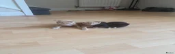 Mixed Breed cats for sale: Beautiful kittens - Advert 9